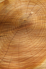 Sawn timber showing annual rings