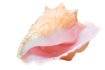 Sea shell isolated on white