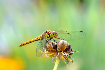 Libelle