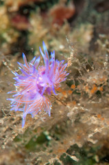 Flabellina