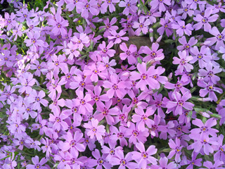 Purple flowers.