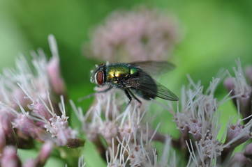insetto su fiore
