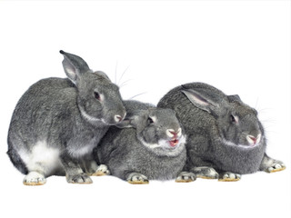 Obraz premium Three rabbits on a white background