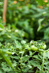 Green Tomatoes in a garden