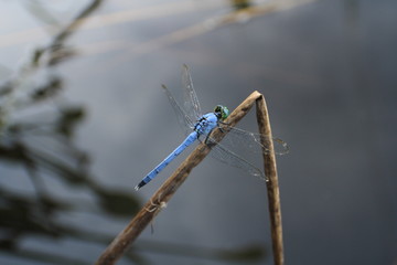 Dragonfly