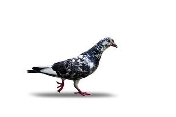 pigeon isolated