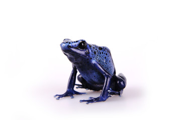Frosch