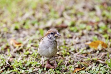 tree sparrow