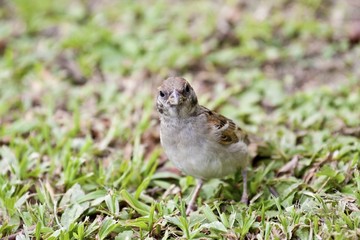 tree sparrow