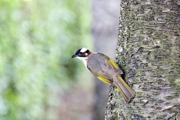 Chinese Bulbul