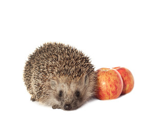 Obraz premium The hedgehog with apples on a white background.