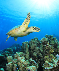 Hawksbill Sea Turtle swims over coral reef