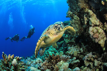 Hawksbill Turtle and Scuba Divers in the Red Sea
