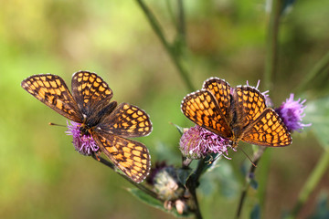 Fototapeta na wymiar Dwa Heath motyle Fritillary żerujące na kwiatach