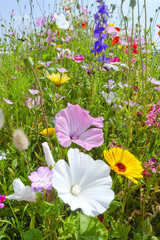 Obraz premium summer meadows flowers and blue sky