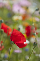 poppy flower in detail