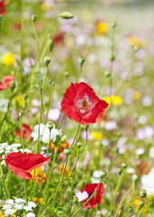 meadow with red poppies
