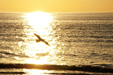 sunset and flying bird - romantic emotion - background