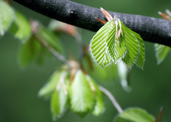 fresh leaves in forest