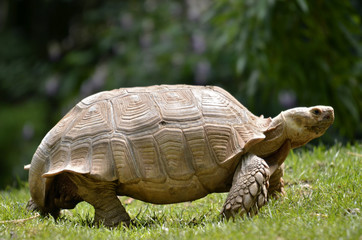 Obraz premium African spurred tortoise walking on grass