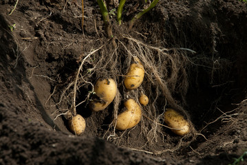 Kartoffelernte 1