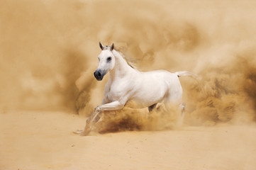 White Arabian Horse running in desert - 43715340