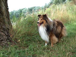 Tricolor Sheltie 