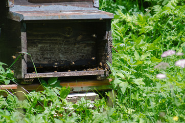 Arnia - Dettaglio ingresso all'alveare