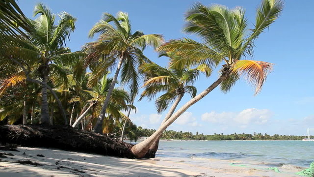 Beautiful palms on caribbean beach, footage