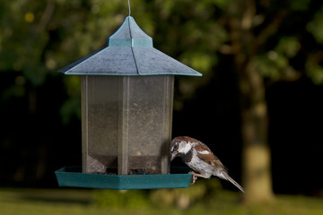Feeding sparrow