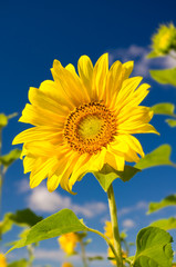 Fototapeta premium Sunflower on a farmer field