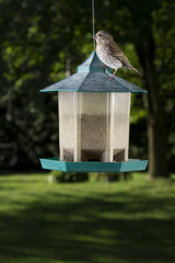 Top of the food chain