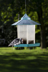 woodpecker feeding