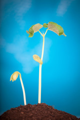 Bean sprout on blue background