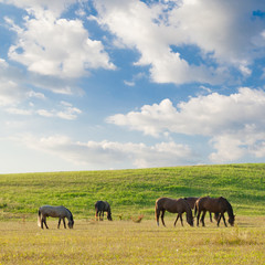 Horses on pasture in summer day