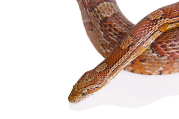 Corn snake