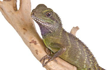 Water dragon