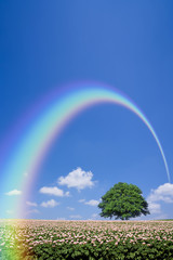 potato field and lone tree