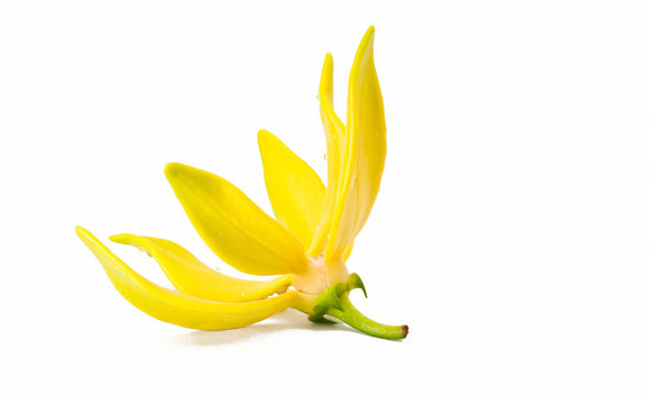 Fototapeta Ylang-Ylang Flower on white background
