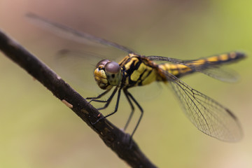 Dragonfly