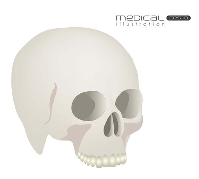 Medical illustration skull