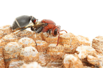 Wasp on the nest