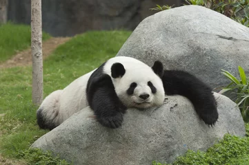 Stickers pour porte Panda Ours panda géant endormi