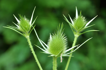 Thistle