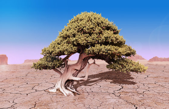 Arbol en el desierto
