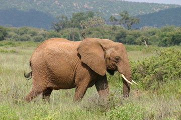 Fototapeta na wymiar Elefant, Słoń w afrykańskiej sawanny