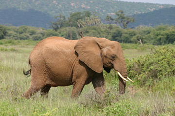 Elefant, Elephant in African Savannah