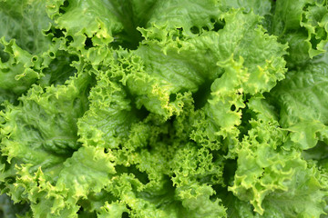 Fresh Green Lettuce or Salad Leaves as Background
