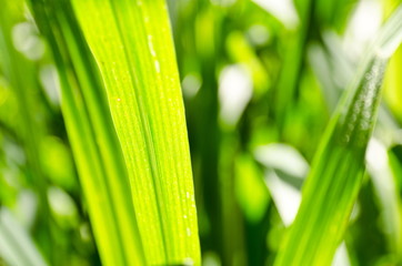 Green grass texture background.