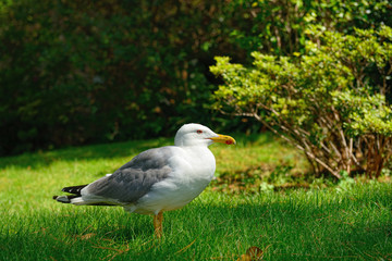 seagull